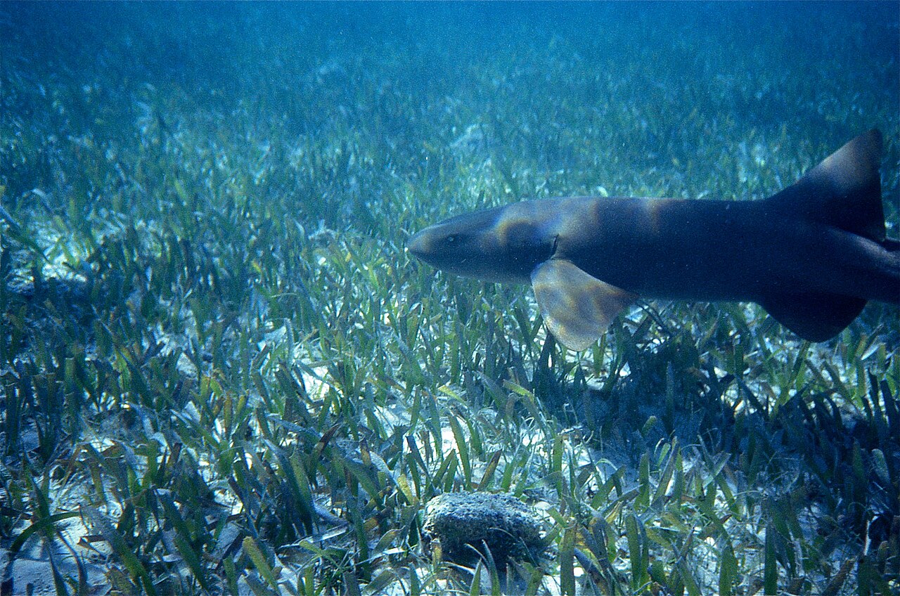 Nurse shark