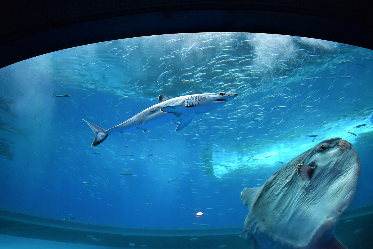 Shortfin mako
