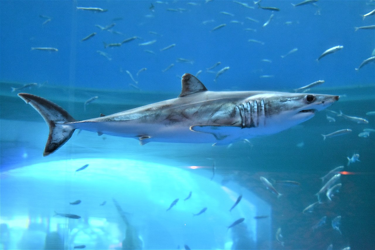 Shortfin mako