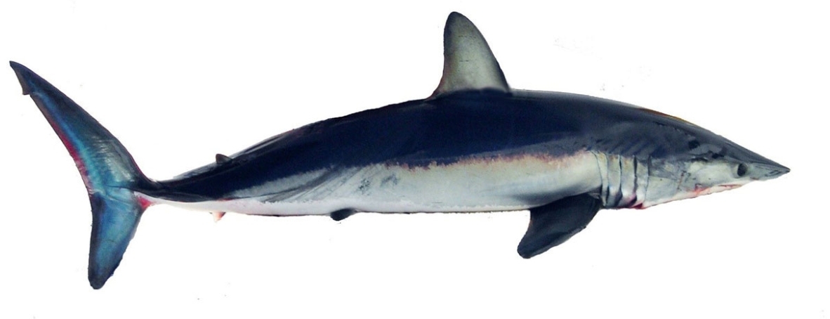 Shortfin mako