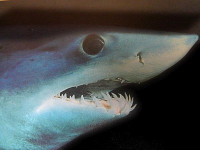 Shortfin mako