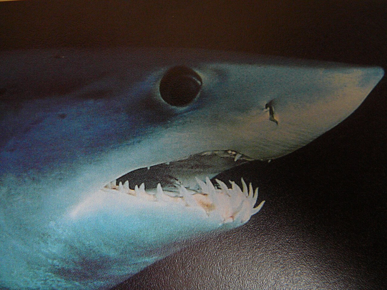 Shortfin mako
