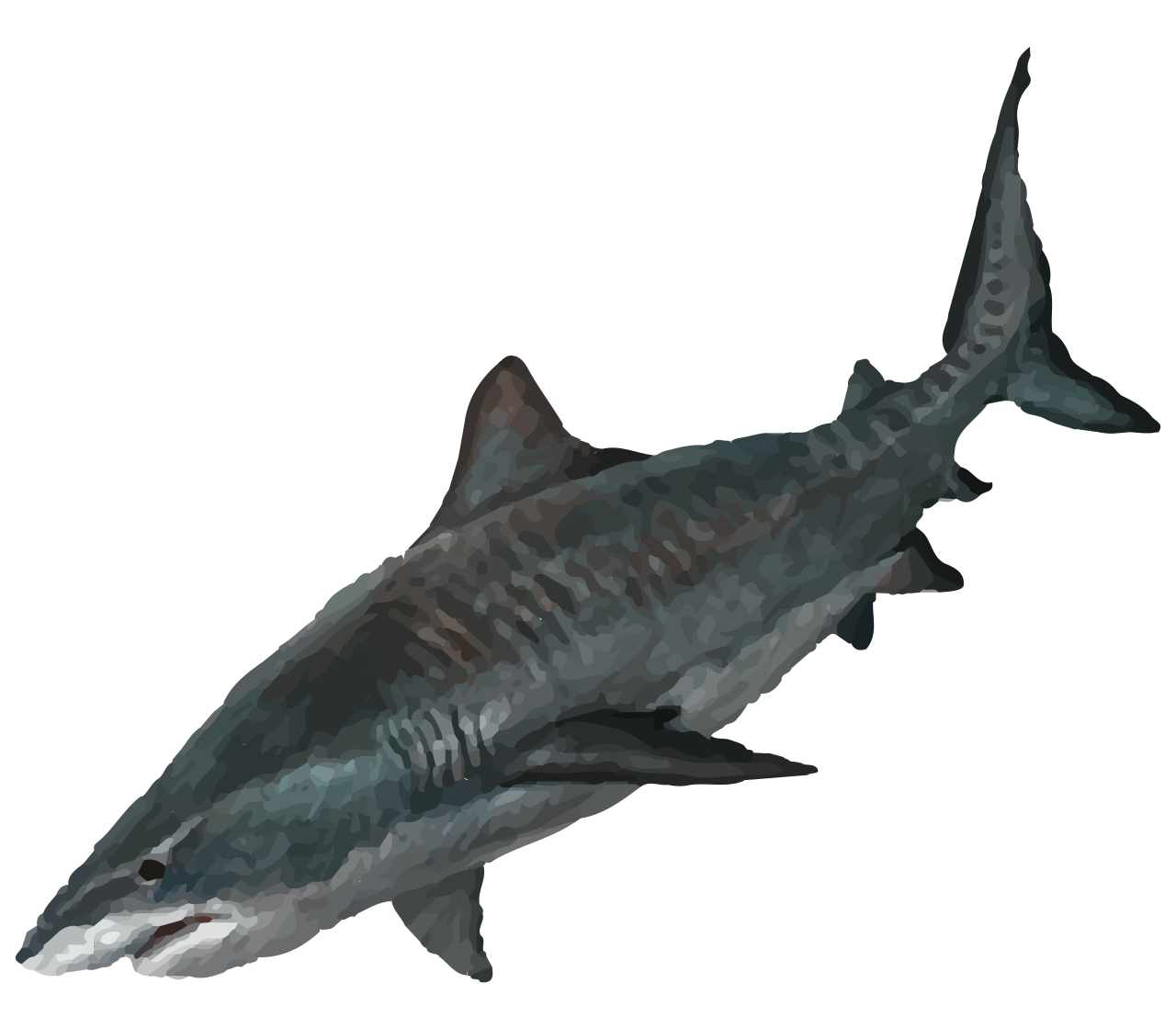 Tiger shark
