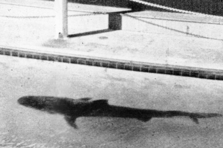 Tiger shark