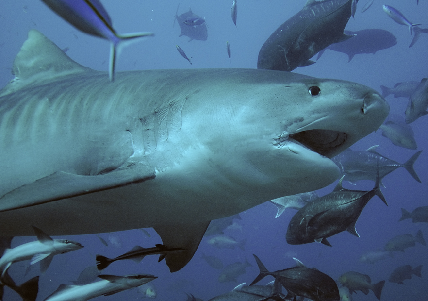 Tiger shark