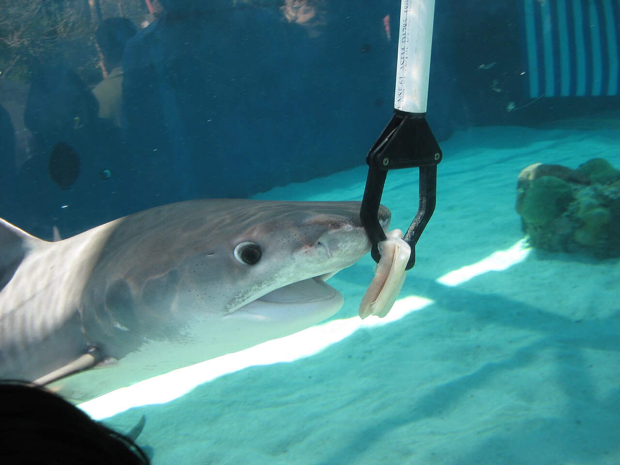 Tiger shark