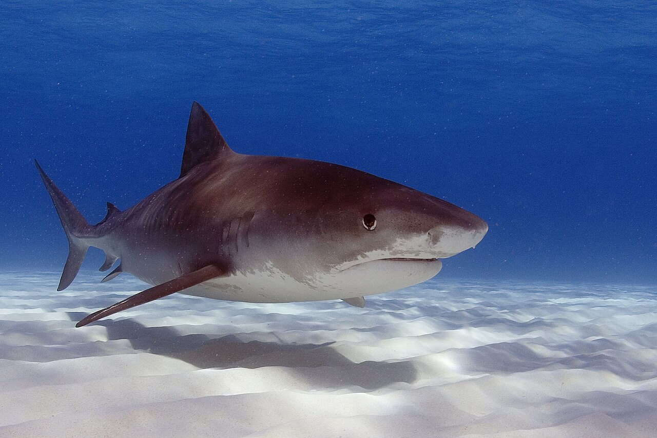 Tiger shark