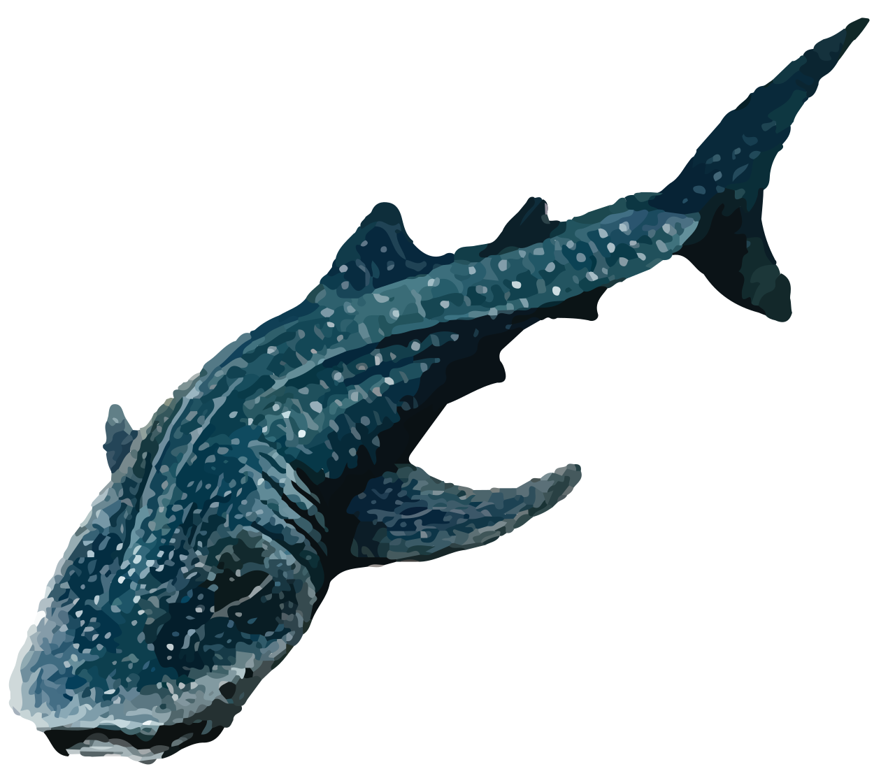 Whale shark