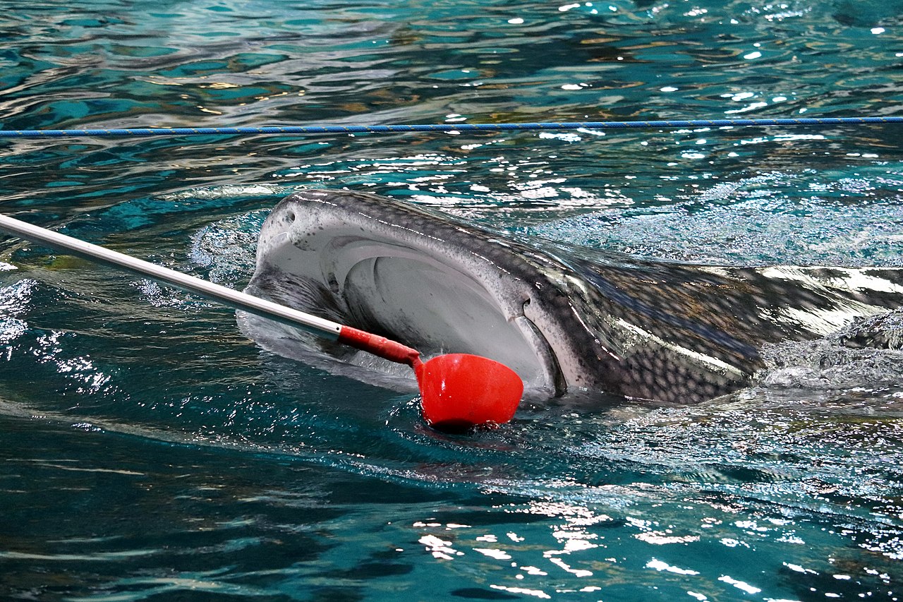 Whale shark
