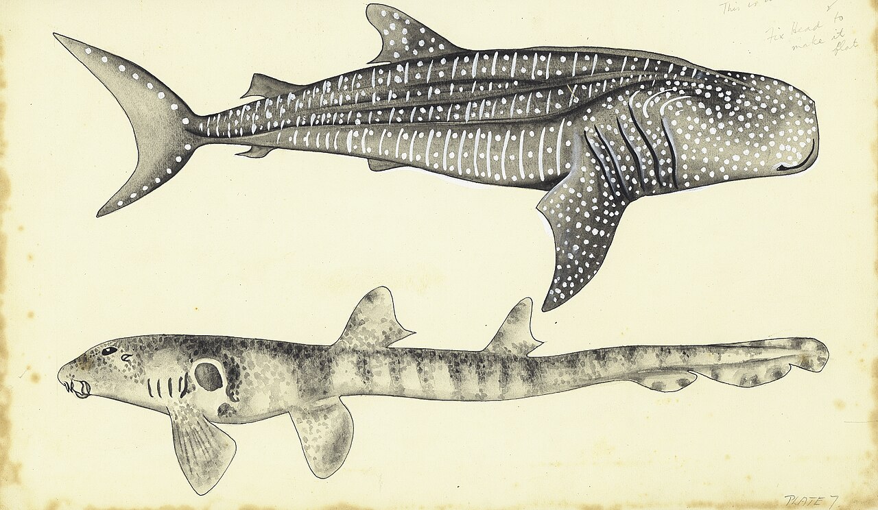 Whale shark