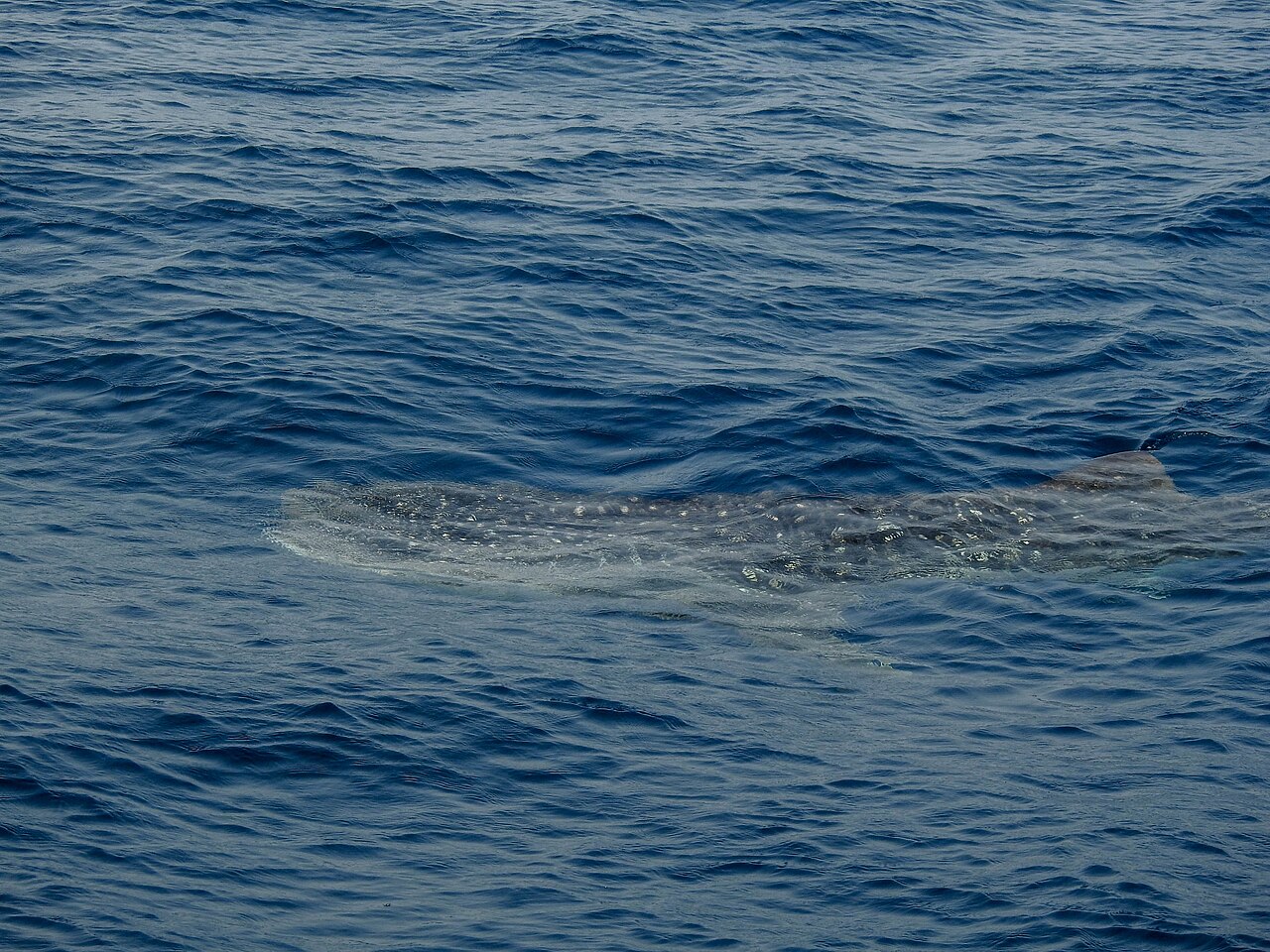 Whale shark