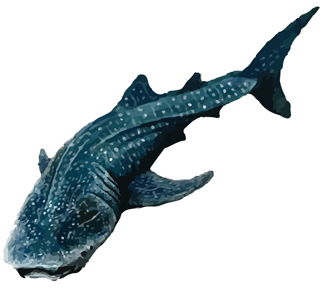 Whale shark